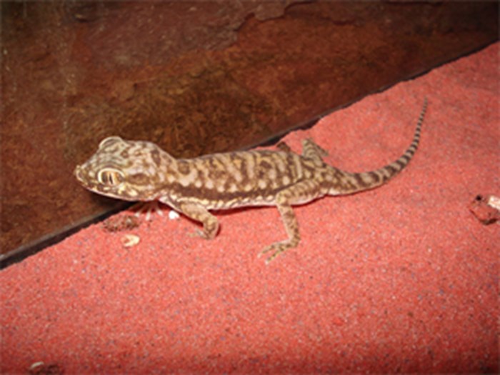 PETRI GEKON (STENODACTYLUS PETRII)