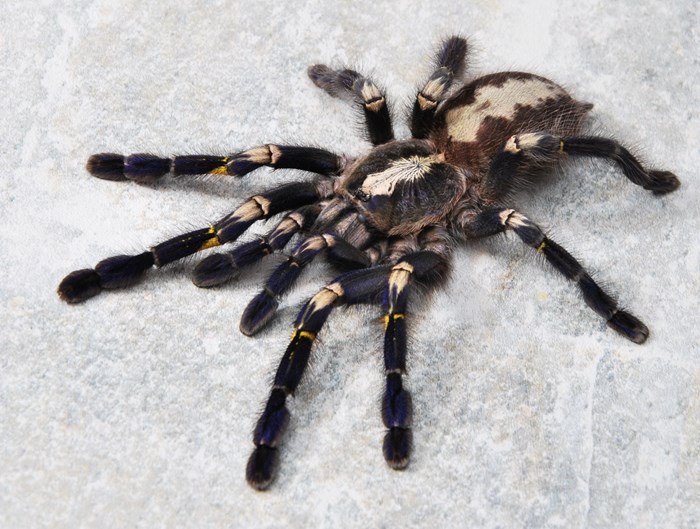 POECILOTHERIA METALLICA