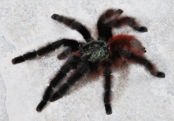 AVICULARIA VERSICOLOR