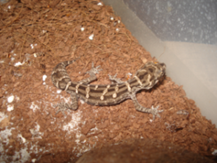 VIPER GEKON (HEMIDACTYLUS IMBRICATUS)