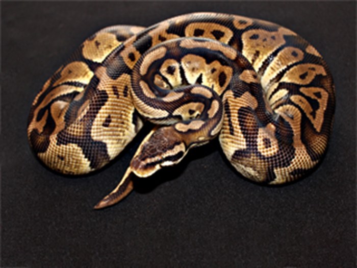 LOPTASTI PITON (PYTHON REGIUS)