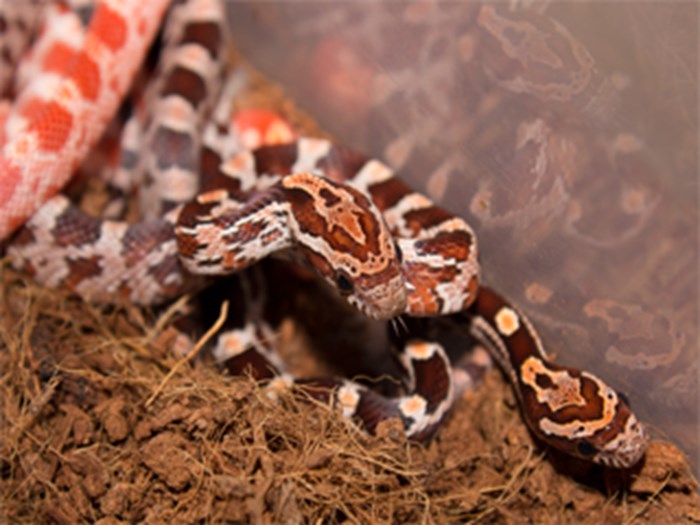 KUKURUZNI SMUK (PANTHEROPHIS GUTTATUS)